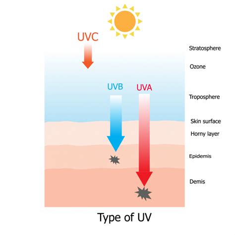 Sun Protection What S Important In Sunscreen And Why Wanderglow
