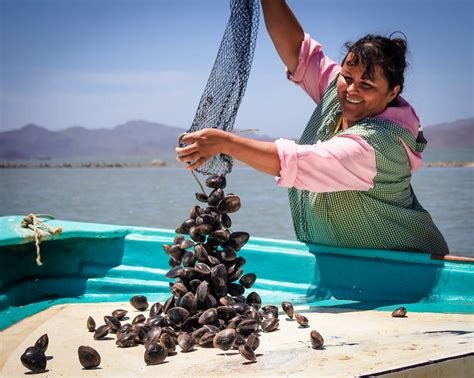 En México Más De 22 Mil Mujeres Se Dedican A La Pesca Y