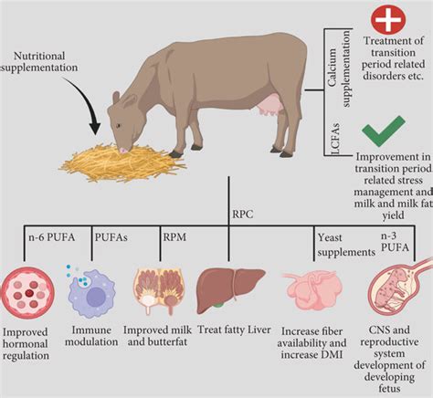 Effects Of Different Nutritional Elements On Dairy Cows Health