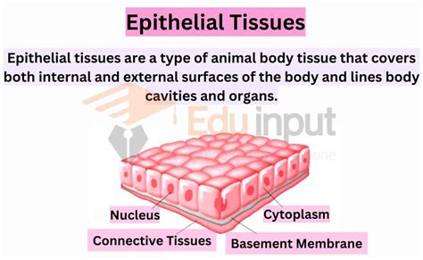 Epithelial Tissues Structure Types And Functions