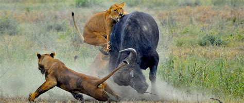 Cracking The Code Of Predator Prey Relations One Lion At A Time The