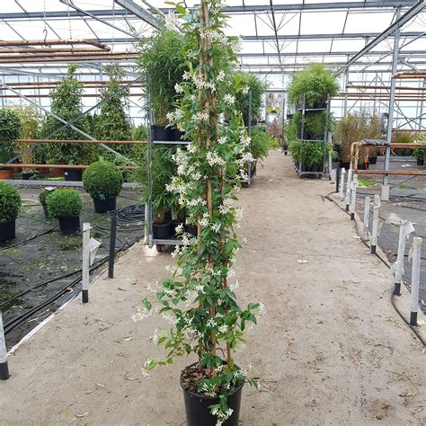 Buy Climbing Star Jasmine Plants Trachelospermum Jasminoides 15 Litre