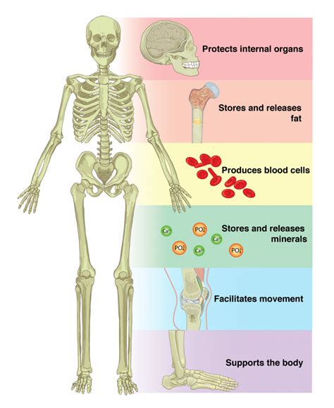 6 1 The Functions Of The Skeletal System Anatomy Physiology