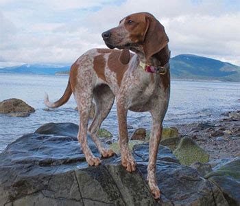 The bluetick coonhound has a broad head with a domed skull. American English Coonhound (Redtick Coonhound) Info, Pictures