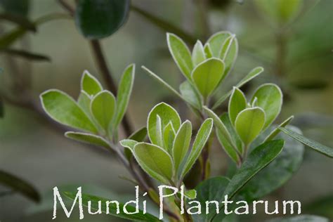 Pittosporum Crassifolium Mundi Plantarum