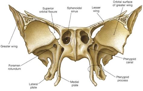 Sphenoid Bone Anatomy Bones Skull Anatomy Anatomy