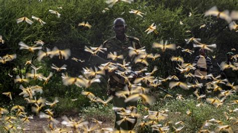 Huge Swarms Of Locusts Invade Kenya Somalia