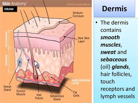 Human Integumentary System Skin Online Presentation