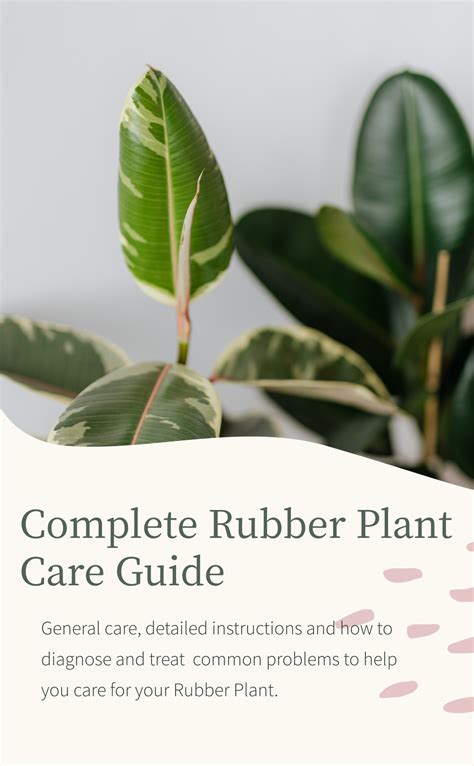 Rubber Plant Care Instructions Rubber Plant Care Plant Care Plants