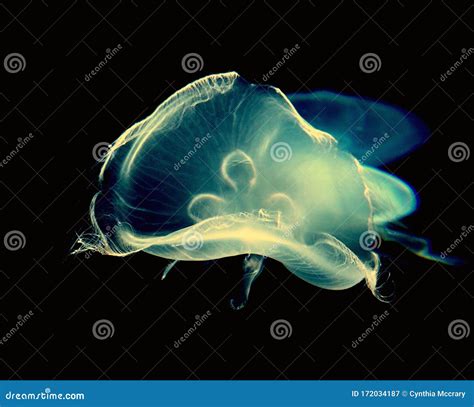Free Floating Luminescent Jellyfish Stock Image Image Of Luminescent
