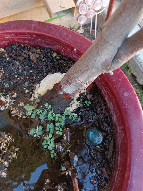 Fungi or critter kingdom in my potted fruit tree? : r/gardening