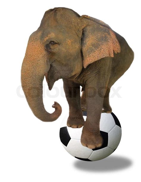 Asian Elephant And Football Soccer Ball Stock Image Colourbox