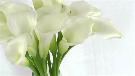 Lily White Calla Lily Flowers Calla Lily Lily Wallpaper