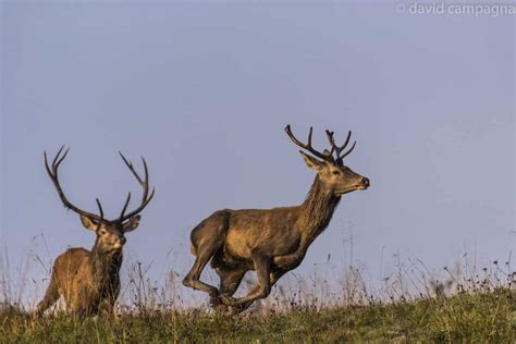 Deer Mating Season In The Dolomites Witness One Of Natures Great