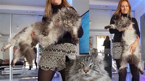Make that cat go away! BIGGEST CAT in the WORLD → MAINE CON CAT Black Silver ...