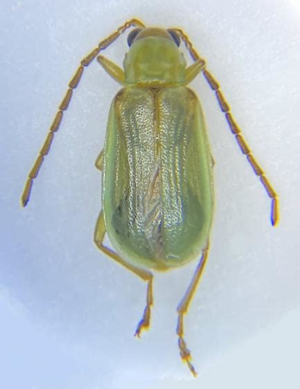 Chrysomelidae Diabrotica Barberi Northern Corn Rootworm