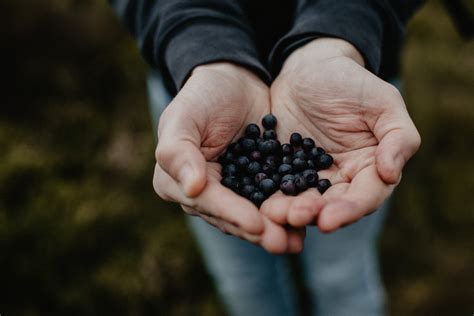 Best Tips on How to Start Foraging and its Benefits