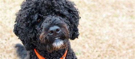 Portuguese Water Dog Breed Origin History Personality And Care Needs