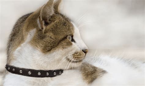 Contents 2 blueberry pet classic cat collars 3 waaag gold moons stars cat collar Showcasing The Coolest Cat Products in March 2018