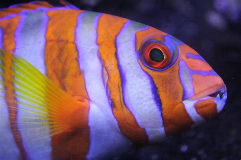 Free Images Animal Underwater Color Blue Reef Close Up Aquarium