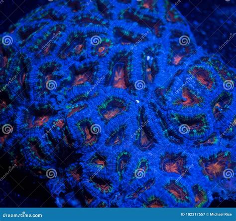 Micromussa Lordhowensis Coral Stock Image Image Of Organism Ocean