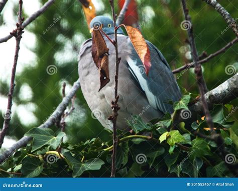 Bird On Tree Branch Stock Image Image Of Looks Happily 201552457