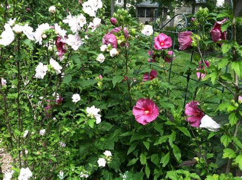 Rose Of Sharonhibiscus Hedge Green Thumb And Garden Fun Pinterest
