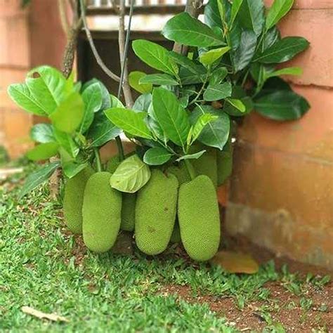 Buy Aiden Gardens Rare Dwarf Variety Hybrid Jackfruit S Artocarpus Heterophyllus Siddu Jack Y