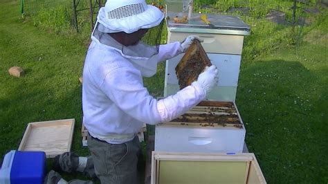 Honey Badger Bees Youtube