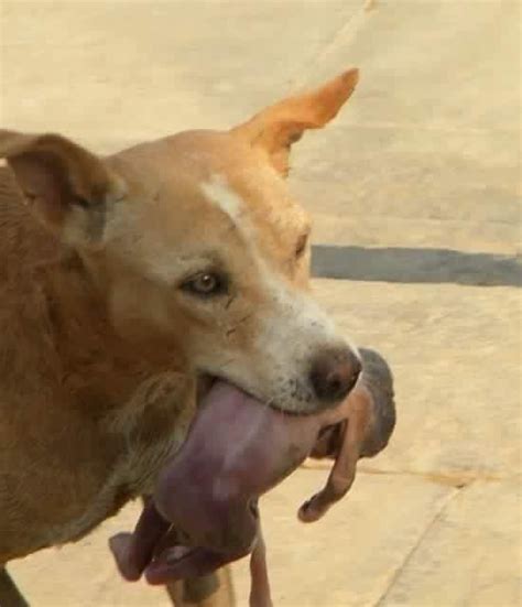 1touching Story Brave Dog Rescues Abandoned Baby At The Dumpsite