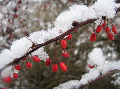 무료 이미지 나무 자연 분기 꽃 눈 겨울 화이트 서리 부시 봄 빨간 생기게 하다 매크로 날씨 닫기