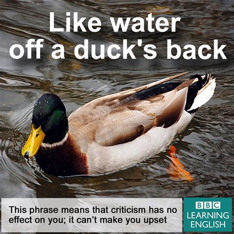 Expression Like Water Off A Duck S Back English Idioms Learn
