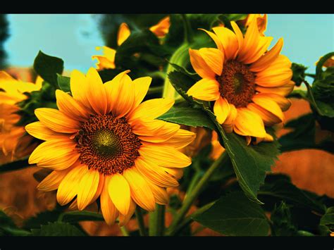 🔥 Download Sunflower Wallpaper Splendid Hd By Paulr17 Wallpaper