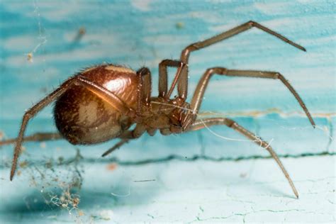 Most people who are bitten by black widow spiders suffer only minor injury and discomfort. False widow spider spreading in Ireland has 'similar venom ...