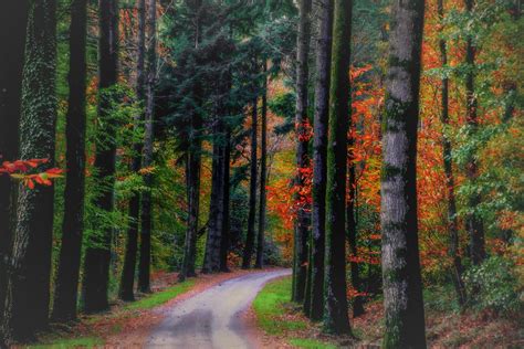 Download 4897x3265 Fall Autumn Forest Trees Path Leaves Rainforest Wallpapers