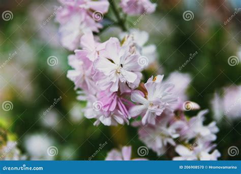 Light Pink Flowers Of The Plant Soapwort Officinalis On A Background Of