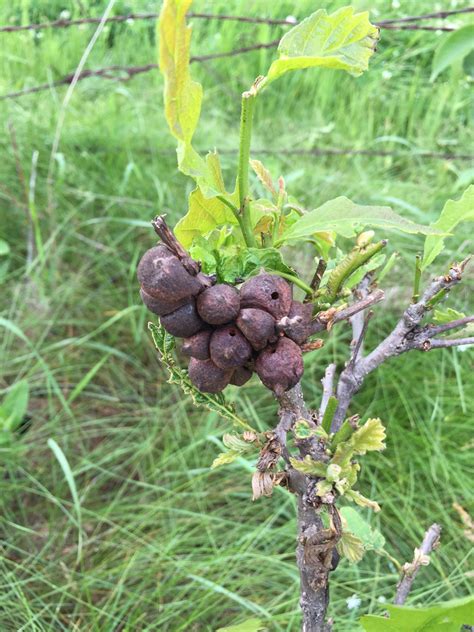 Apr 07, 2020 · the most common types of walnut trees in america are the black walnut, butternut (or white walnut), and english walnut. Nut Tree/Shrub Identification (trees forum at permies)