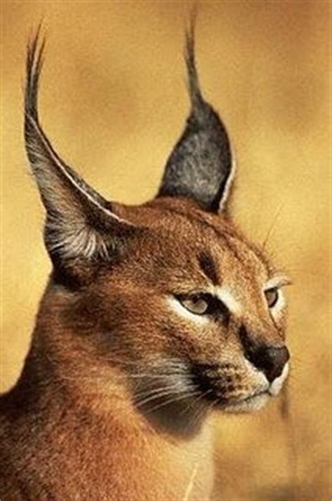 We did not find results for: The caracal is an elegant cat with short reddish-brown fur ...