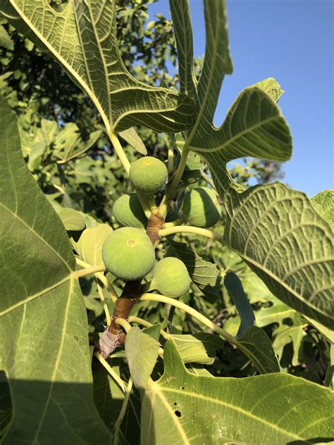 Were Getting Closer To Fig Time We Have A Gigantic Fig Tree On Our