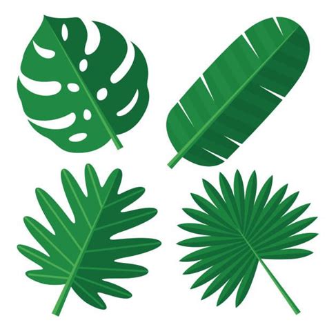 Folha Vetores E Ilustrações De Stock Istock Plant Leaves Leaves