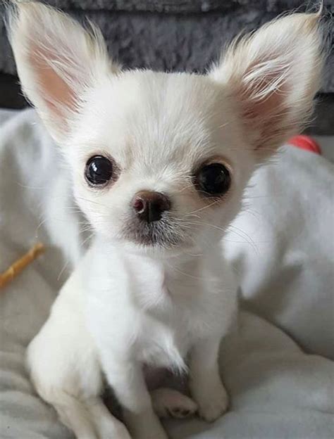 Chihuahua Fofinho Demais Morri🤗🤗🤗🤗 Cute Chihuahua Chihuahua Puppies