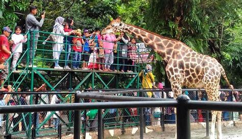 Kebun Binatang Surabaya Newstempo