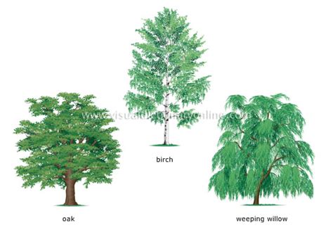 Plants And Gardening Plants Tree Examples Of Broadleaved Trees