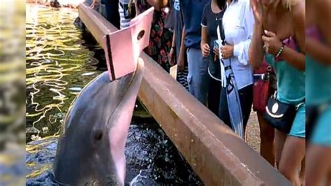 Watch Dolphin Snatches Ipad Of Woman Taking Its Photo At Seaworld