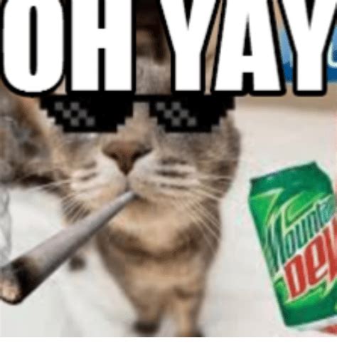 25 Best Memes About Mlg Cats Mlg Cats Memes