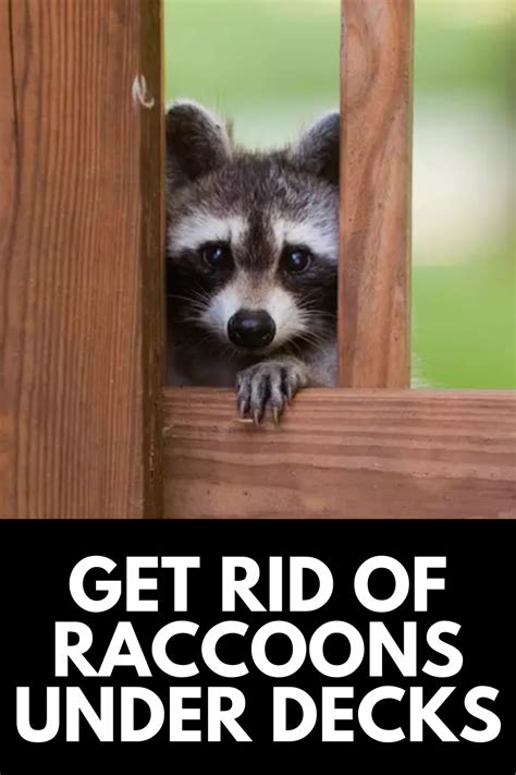 How do you know if your house has been frequently visited by raccoons? How To Get Rid Of Raccoons From Under the Deck 2021: Own ...