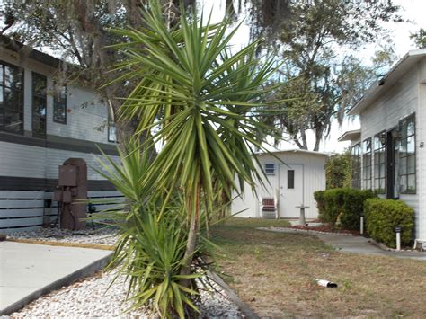 This pretty indoor house palm is a great inspiration if you're dreaming of tropical. Matthew Montross's North American Adventure: Palm Tree ...