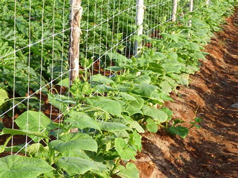Crop Support Net Greenhouse Agroduka Limited