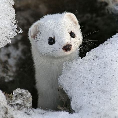 Adorable Baby Weasel Wakes Up From A Nap