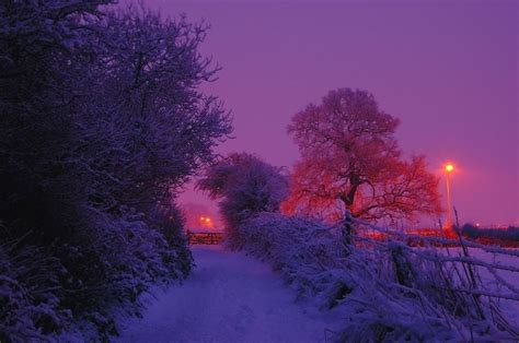 Snow Pictures Christmas Pictures Pretty Pictures Purple Trees